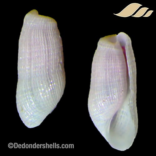 Pyrunculus fourierii 2