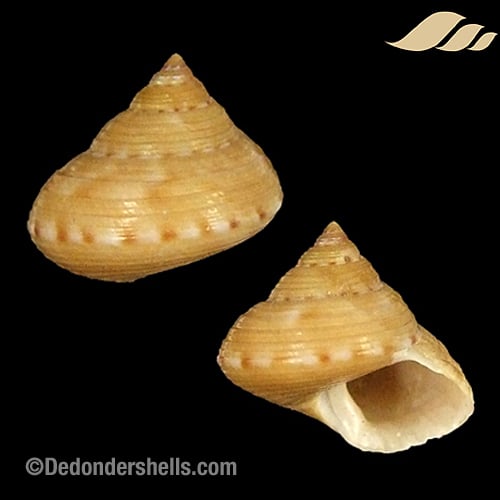 Calliostoma unicum 2