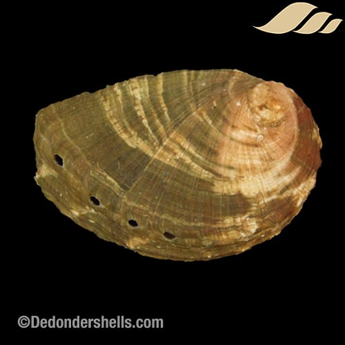 Haliotis mykonosensis 9