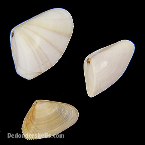Donax denticulatus 3