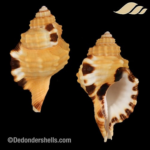 Lotoria grandimaculata 2