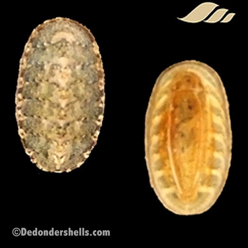 Lepidochitona cinerea 10