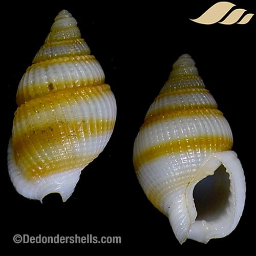 Nassarius alfuricus 8