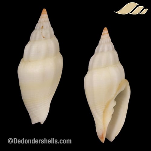 Vexillum vulpeculum 4