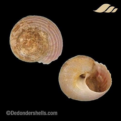 Margarites groenlandicus 7