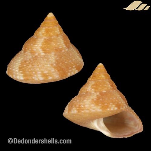 Calliostoma ornatum 1