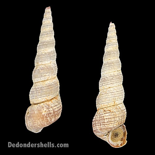 Turritella communis 9