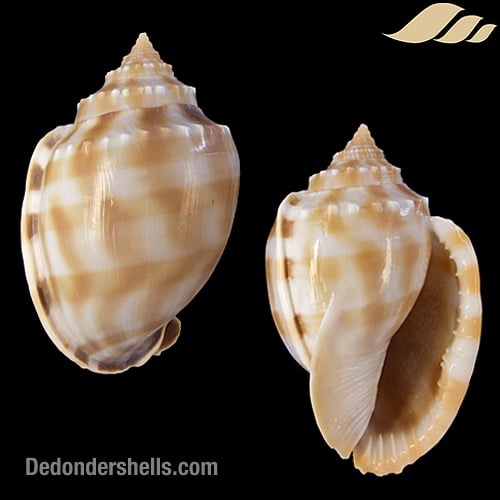 Phalium bandatum 6