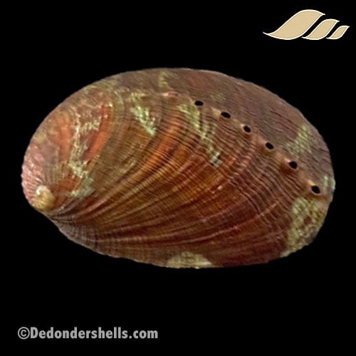 Haliotis diversicolor 4