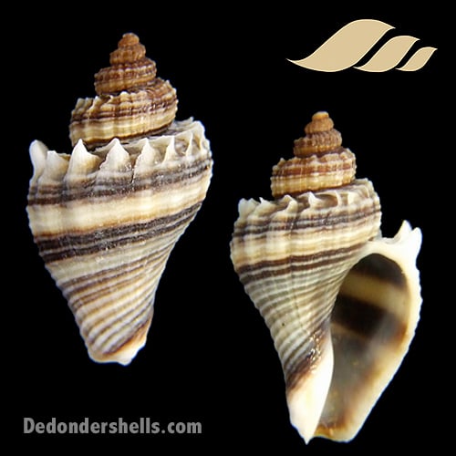 Melongena bicolor minor 2