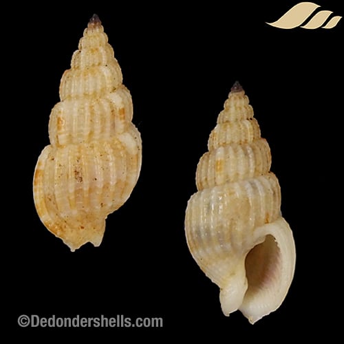 Antillophos hirasei 6