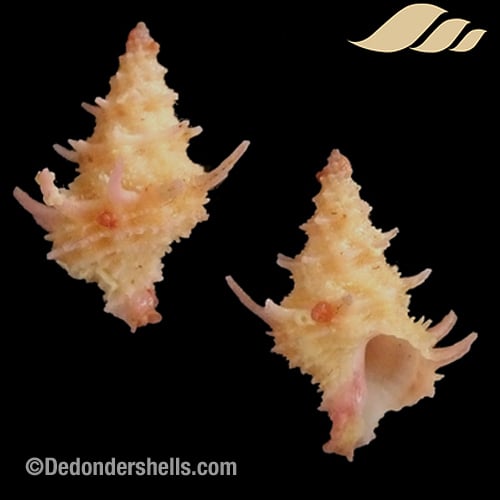 Babelomurex takahashii 1