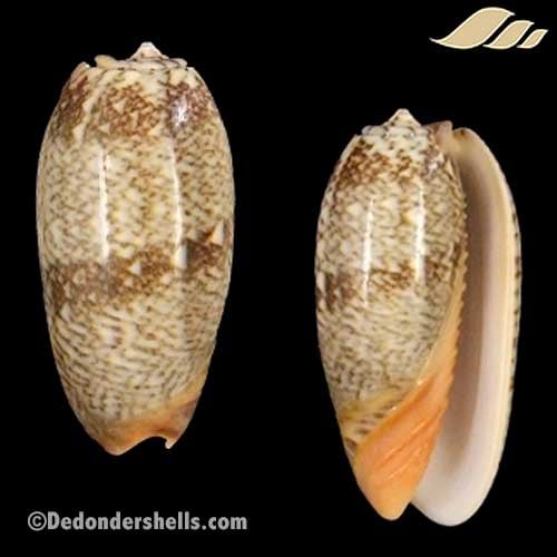 Oliva reticulata 2