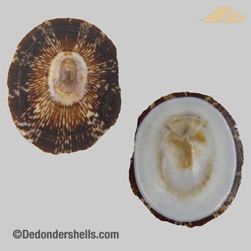 Patelloida striata 19