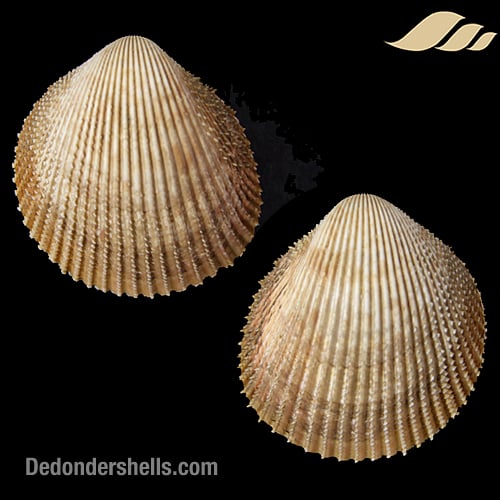 Trachycardium egmontianum 4