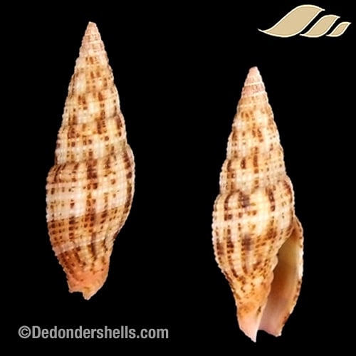 Vexillum acupictum 1