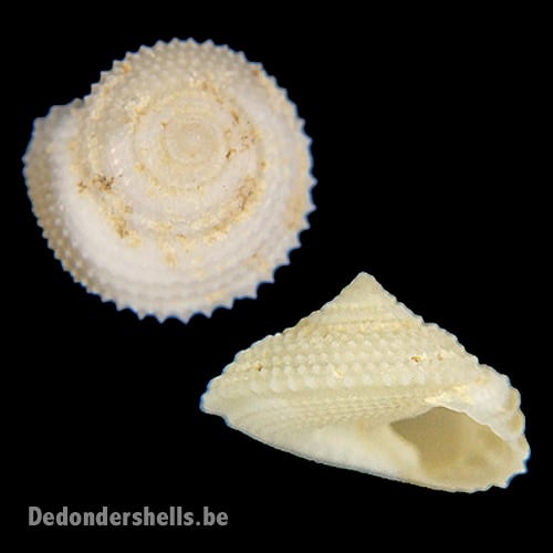 Calliotropis calcarata 2