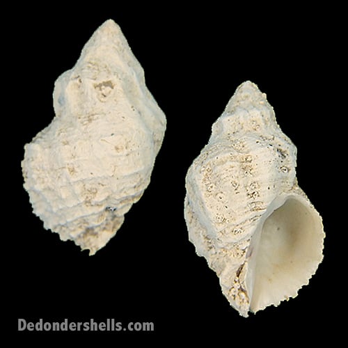 Coralliophila adansoni 11