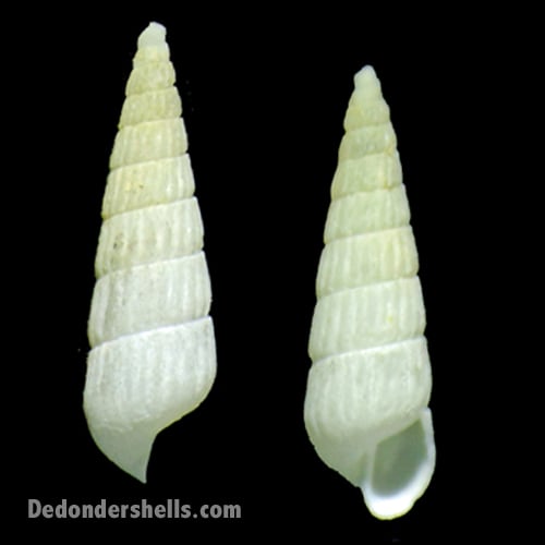 Turbonilla kraussi 2