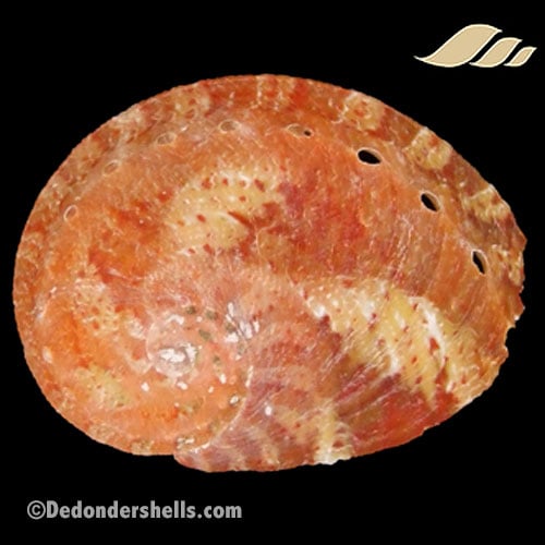 Haliotis patamakanthini 4