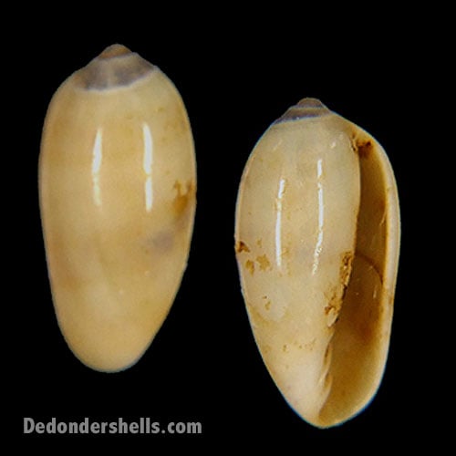 Volvarina taeniolata 2