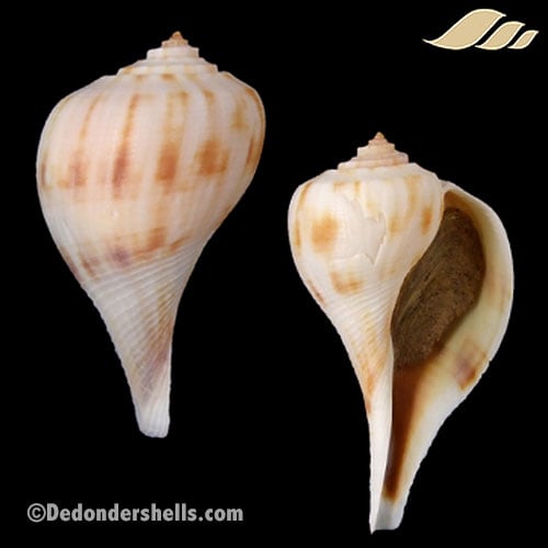 Fulguropsis pyruloides 8