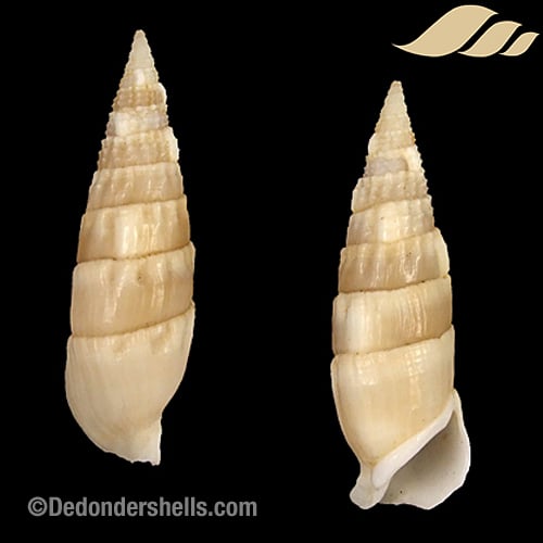 Rhinoclavis vertagus 3