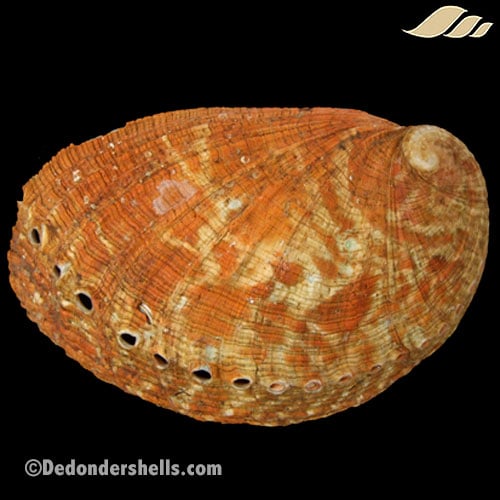 Haliotis tuberculata 6