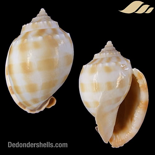 Phalium bandatum 5