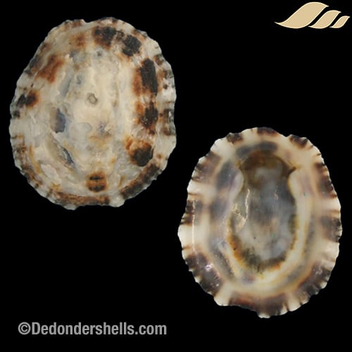 Patella intermedia 15