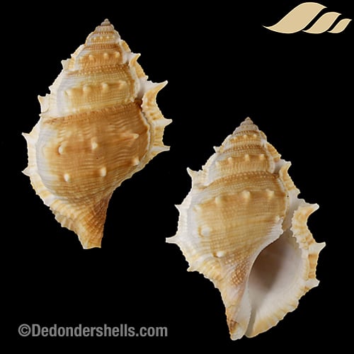 Bufonaria perelegans 1