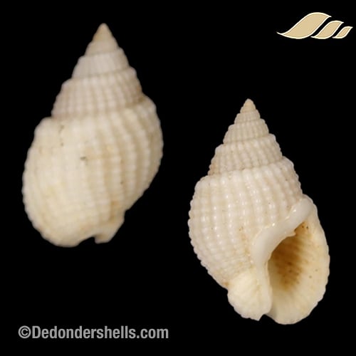 Nassarius perpinguis 3