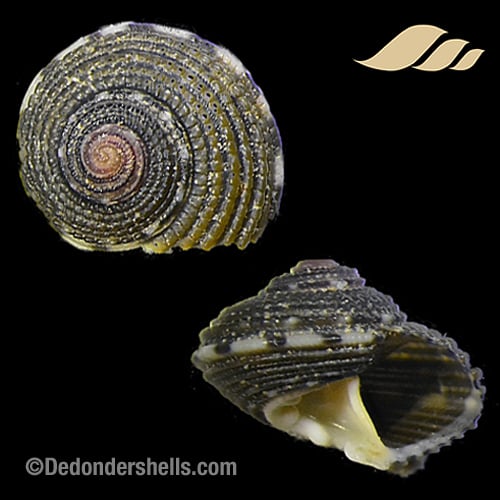 Eurytrochus cognatus 1