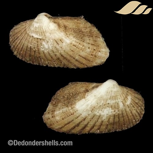 Stenocista gambiensis 7