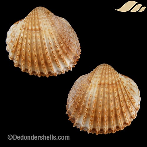 Acanthocardia tuberculata 7