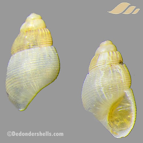 Onoba semicostata 5