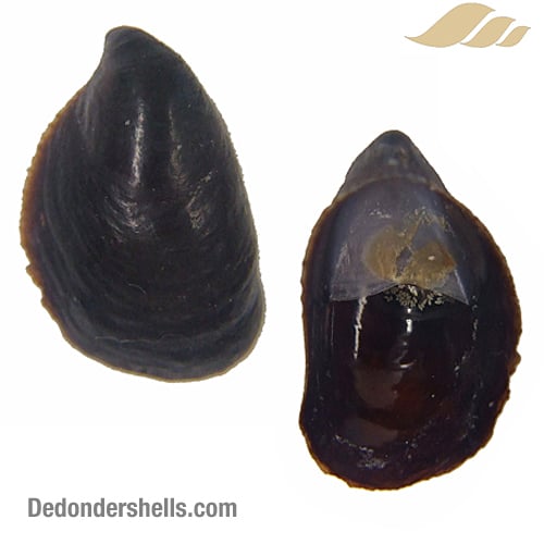 Crepidula porcellana 9