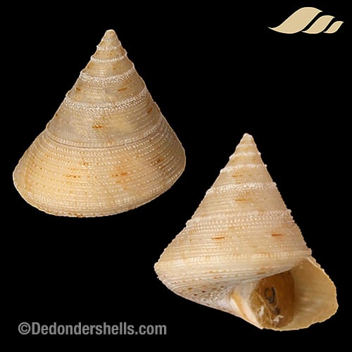 Calliostoma granulatum 7