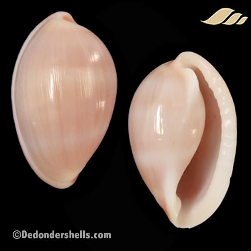 Prionovolva pudica wilsoniana 4