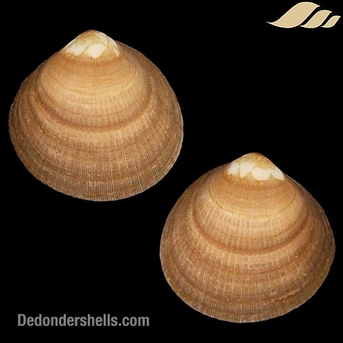 Glycymeris modesta 2