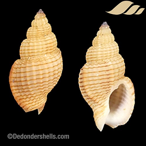 Antillophos dedonderi 7