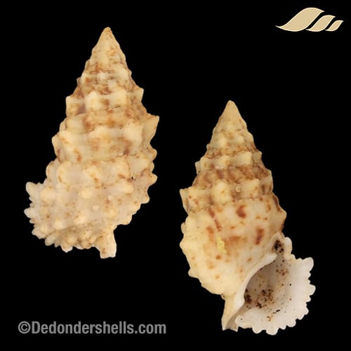 Cerithium echinatum 4