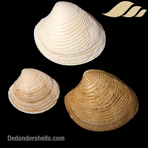 Chamelea striatula 2