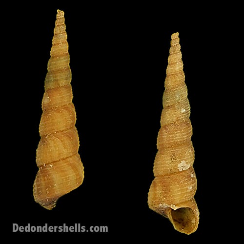 Turritella communis 4