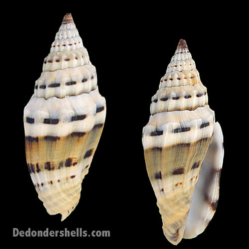 Vexillum plicarium 4