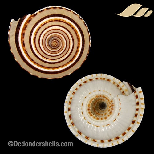 Architectonica perspectiva 6