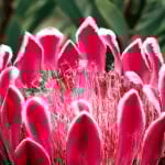 Photo Tasmania (Australia)