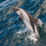 Photo Solomon Islands