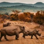 south africa three rhinos walking on farm road