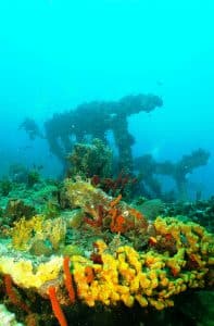 DiveBVI_RMS_Rhone_sponges RMS Rhone sponges